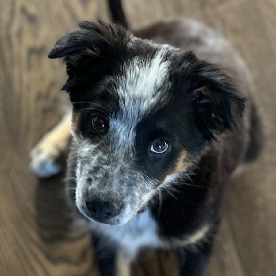 Zoe